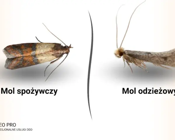 Dwa mole: spożywczy z brązowo-beżowymi skrzydłami i odzieżowy, szary. Pirs.