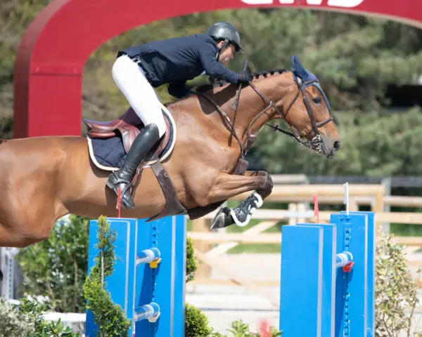 Lando, l'étalon brun, saute avec grâce un obstacle bleu, son cavalier concentré.