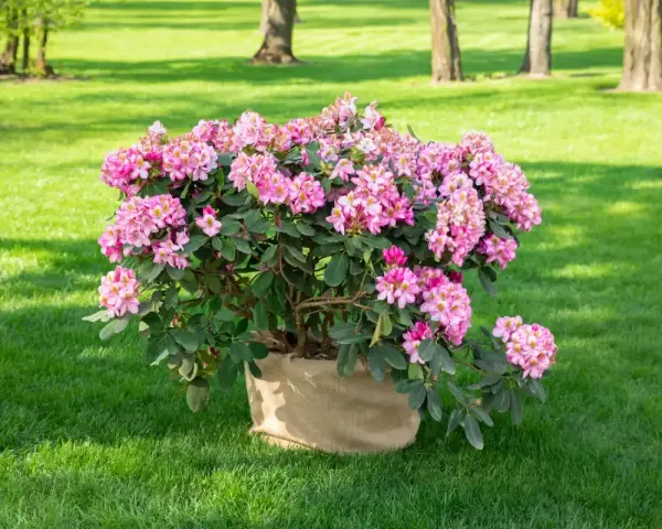 Ein blühender Rhododendron im Sack, bereit zum Rhododendron umpflanzen in den Garten.