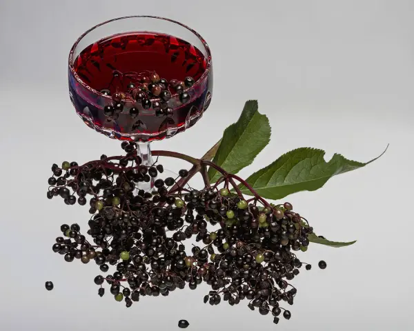 Ein Glas tiefroter Holunderschnaps mit Rum, daneben frische Holunderbeeren und Blätter.