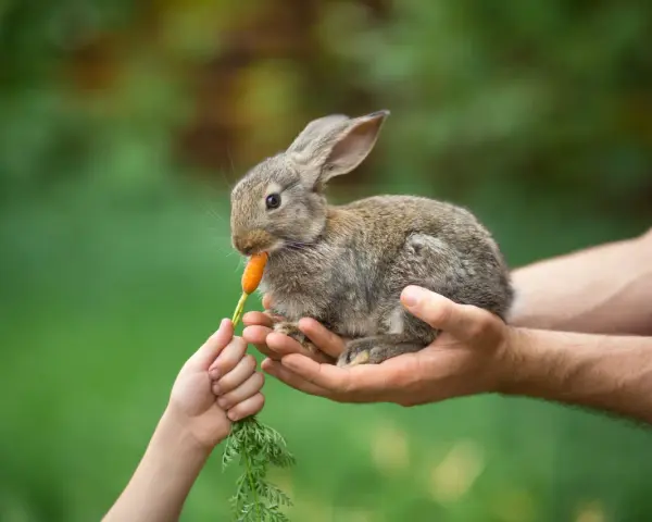 Un coniglietto tenero, tenuto tra le mani di un adulto, mangia una carota offerta da un bambino. Ecco cosa mangiano i conigli!