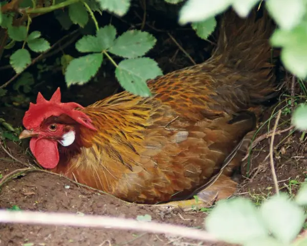 Gallina bruna con cresta rossa, nascosta tra la vegetazione, nel luogo dove fanno le uova le galline.