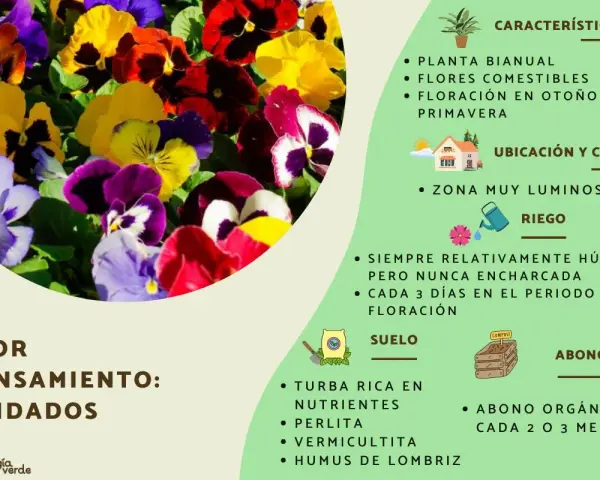 Un grupo de flores de pensamiento de colores vibrantes, con información sobre su cuidado y significado.