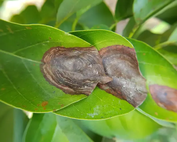 Hojas verdes con manchas marrones, indicativo de antracnosis. Se busca el mejor tratamiento para combatir la enfermedad.