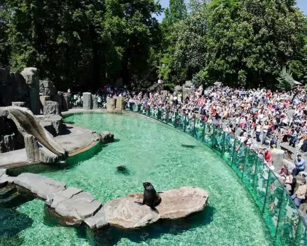 Foki w wodzie i na skale, tłumy widzów na widowni w zoo w Pradze.