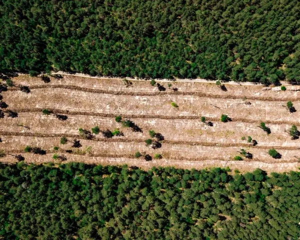 Vista aérea de una zona de tala de bosques, con surcos de tierra y árboles jóvenes dispersos en contraste con el bosque denso circundante.