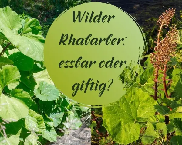 Grüne Blätter und braune Blütenstände umgeben einen Kreis mit der Frage: Wilder Rhabarber: essbar oder giftig?