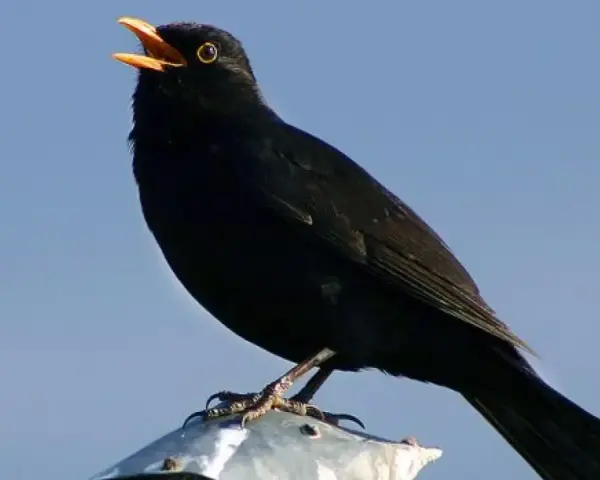 Un mirlo negro, con el pico abierto, canta melodías que forman parte de los cantos de aves de España.
