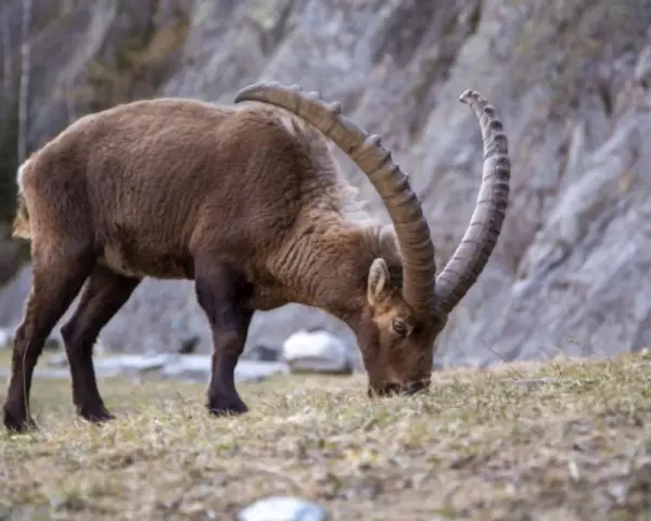Stambecco con imponenti corna incurvate, intento a brucare l'erba. Ecco cosa mangia una capra selvatica in montagna.