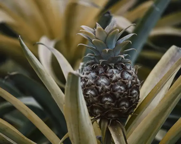 Planta de piña en maceta, con su fruto oscuro y hojas verdes y amarillas.