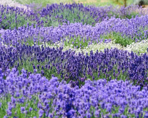 Ein Feld mit verschiedenen lavendel sorten, von tiefem Violett bis zu zarten Weißtönen, erstreckt sich in sanften Wellen.