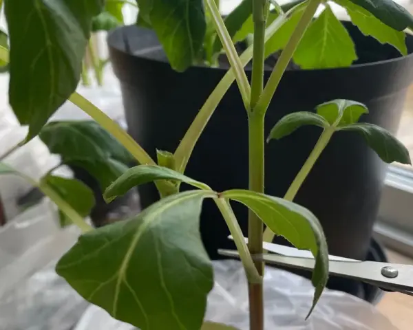 En sax klipper av en stjälk på en dahlia.