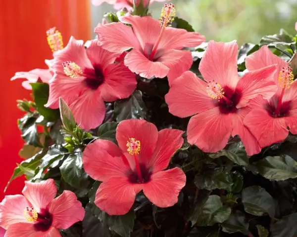 Piękny, kwitnący hibiskus w doniczce, z licznymi, łososiowymi kwiatami i ciemnozielonymi liśćmi.