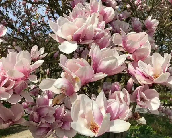 Kwiaty magnolii w odcieniach różu i bieli, kwitnące obficie na gałęziach. Widać, że magnolia czuje się jak w domu, rosnąc w żyznej ziemi.