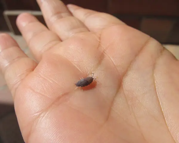 Un bicho bola, pequeño y oscuro, camina sobre la palma de una mano humana, mostrando sus patitas y antenas.