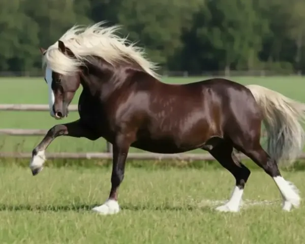 Magnifique étalon brun à la crinière blonde, en pleine saillie cheval dans un pré verdoyant.