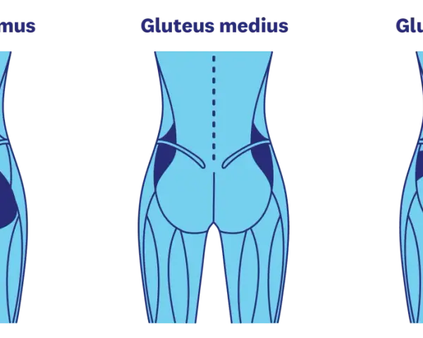 Illustration av gluteus maximus, medius och minimus muskler. Träna för en fastare rumpa på 3 veckor med rätt övningar.