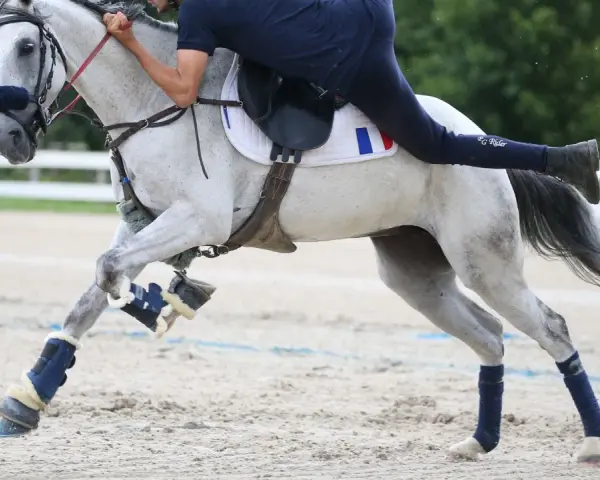 Un cavalier français sur un cheval gris en plein effort, symbolisant la passion et le dynamisme de l'équitation en France, reflétant le nombre licenciés équitation France.