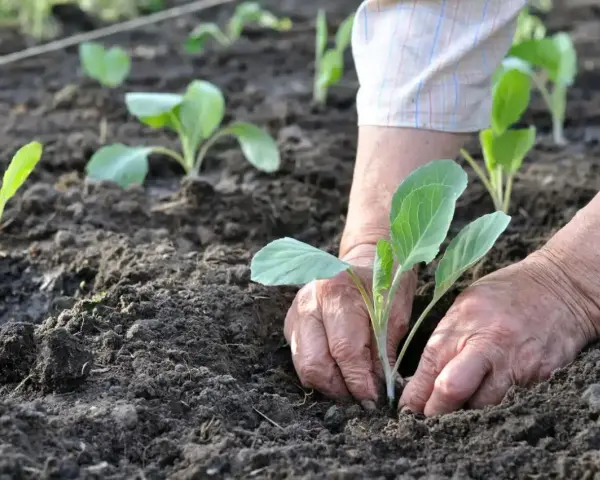 Ręce delikatnie sadzą młode kapustki. Siew kapusty na rozsadę w ziemi, przygotowanie do zbiorów.
