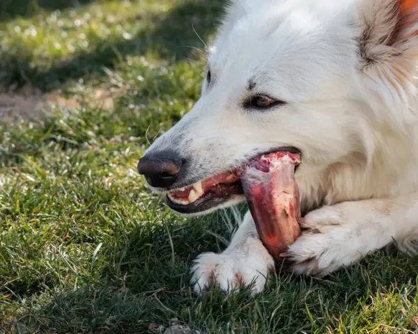 Un chien blanc savoure des os travers de porc dans l'herbe.