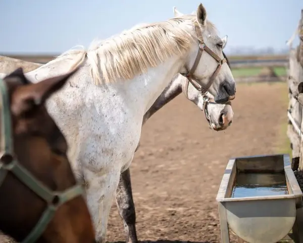 Deux chevaux, l'un blanc moucheté, l'autre brun, se tiennent près d'un abreuvoir. Le blanc semble être comme il faut cheval, prêt pour une promenade.