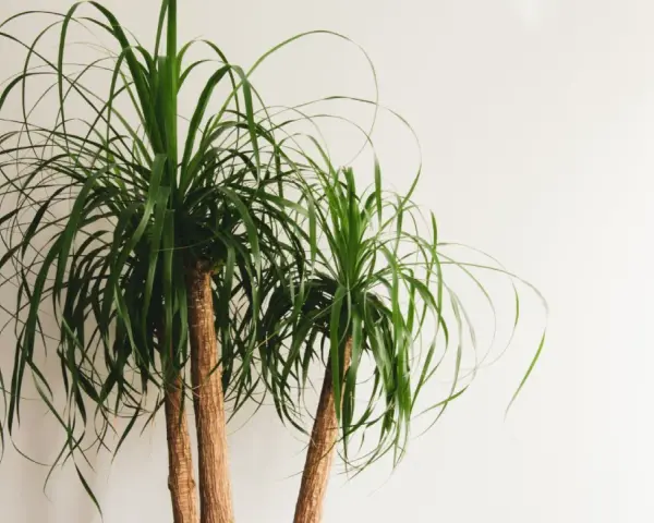 Two ponytail palm trees with long, flowing green leaves against a white background. Easy ponytail palm care for a striking indoor plant.