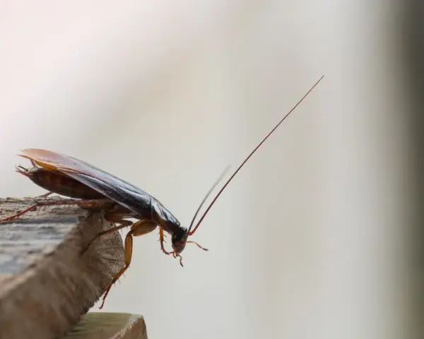 Una cucaracha en un borde de madera. ¿Was hilft gegen Kakerlaken? Este insecto es un problema común.