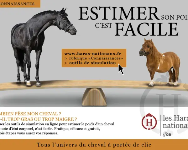 Un grand cheval noir et un petit poney brun sont sur une balance. Estimer le poids cheval est facile avec les outils en ligne des Haras Nationaux.