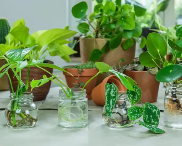 Varias plantas en agua, con raíces visibles, listas para crecer.