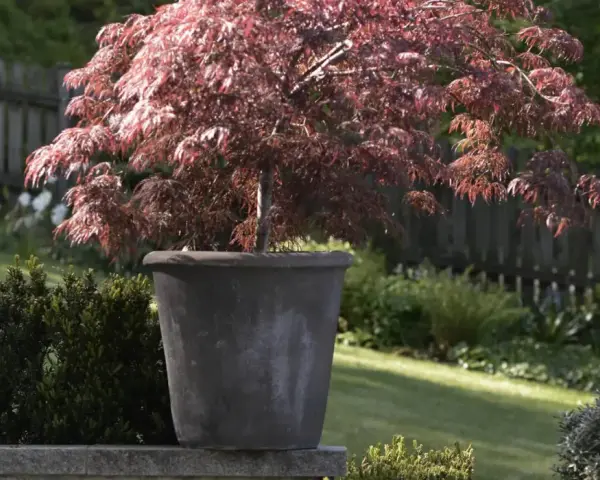 En vacker acer palmatum i kruka, med sina djupröda blad som kontrasterar mot den gröna trädgården.