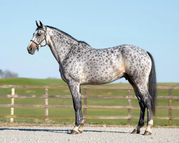 Un magnifique cheval français, robe grise tachetée, se tient fièrement devant une clôture en bois et un ciel bleu clair.