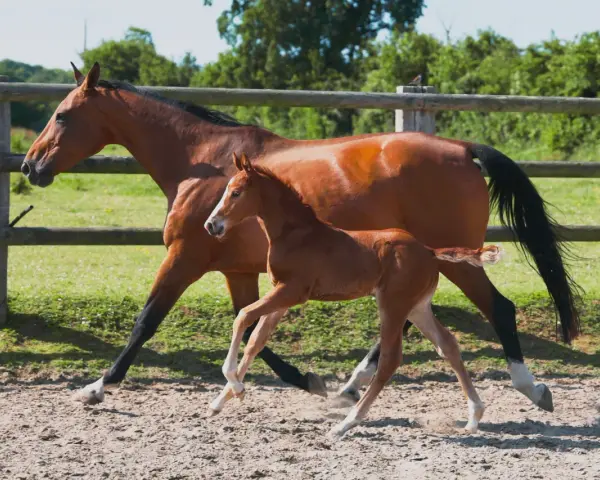 Une jument alezane et son poulain trottent dans un paddock. La saillie du poney est évidente par sa petite taille et sa démarche espiègle.