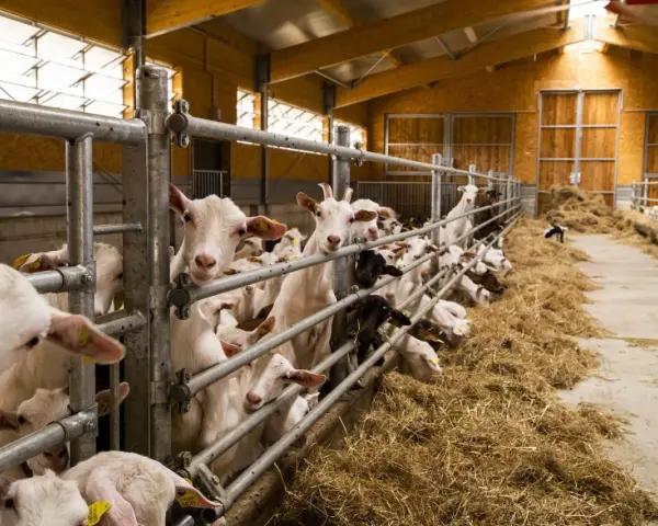 Un gruppo di capre curiose in una stalla per pecore, con fieno abbondante e recinzioni metalliche.