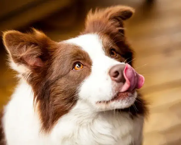 Border Collie: Sierść czy włosy? Poznaj różnice i pielęgnację