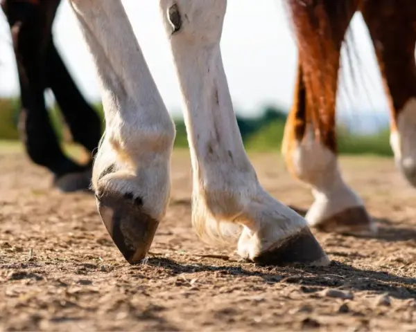 Gros plan sur les sabots de plusieurs chevaux, dont un bai et un pie, marchant sur un sol terreux. La lumière du soleil met en valeur la texture du sol et le poil des animaux.