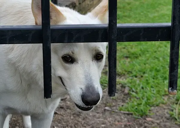 Czy pies może jeść pestki słonecznika? Bezpieczne zasady i ryzyka