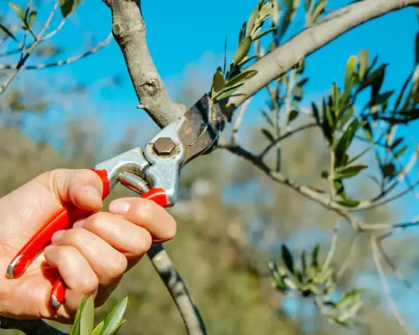 Hand hält Gartenschere, um einen Olivenbaum zu schneiden. Der blaue Himmel bildet den Hintergrund.