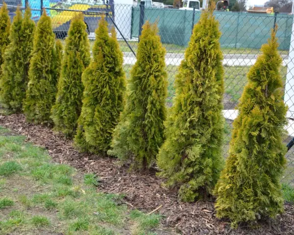 Rząd zielonych tui, które mają płytkie korzenie, rośnie wzdłuż ogrodzenia.