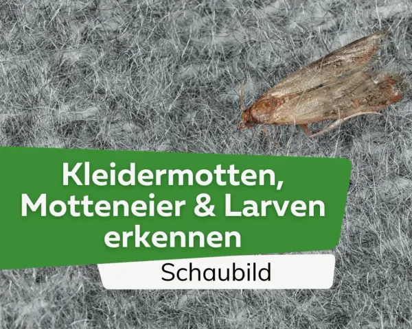 Eine Kleidermotte auf einem grauen Teppich. Der Text im Bild lautet: "Kleidermotten, Motteneier & Larven erkennen. Schaubild".