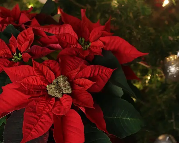 Rojo vibrante de flores de navidad junto a un árbol decorado.