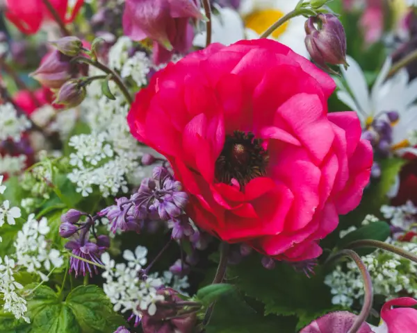 En stor, ceriserosa ranunkel dominerar en bukett med vita och lila blommor. Tänk att plantera ranunkel för att få denna färgexplosion i din trädgård.