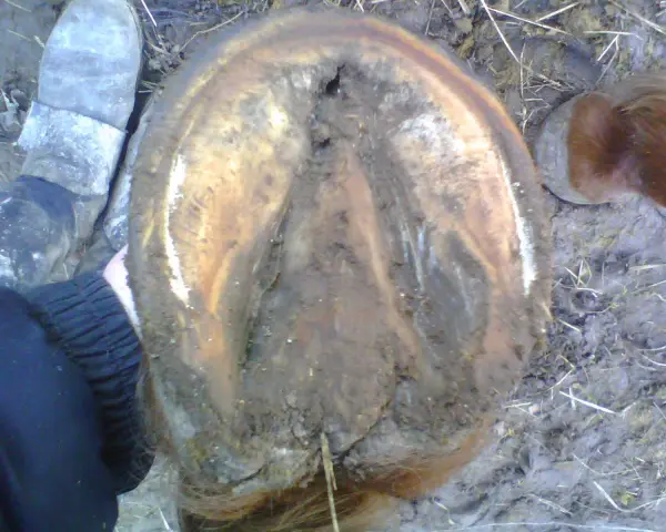 Gros plan sur un sabot de cheval, sale et terreux. Une botte grise est visible à gauche. Le cheval semble avoir un bleime.