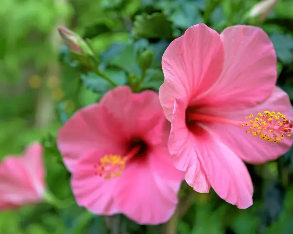 Två rosa hibiskus blommor med gula ståndare mot en grön bakgrund. En tredje blomma syns i bakgrunden.