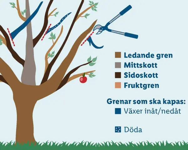 Illustration visar hur man beskär ett nytt äppelträd. Röda streck markerar var grenar ska kapas. En sekatör visas.