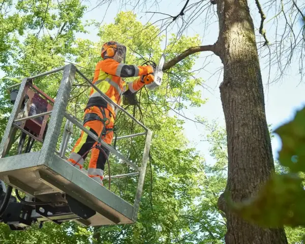 Drwal w podnośniku, ubrany w pomarańczowy strój ochronny, pokazuje, jak ściąć drzewo, używając piły łańcuchowej do przycinania gałęzi.