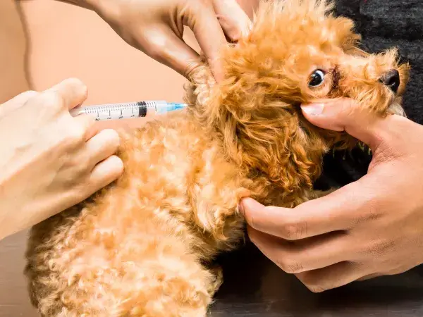 Kiedy się szczepi szczeniaka? Kluczowe informacje dla właścicieli