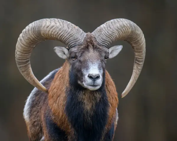 Potężny baran z zakręconymi rogami, niczym koziorożec znak zodiaku, spogląda prosto w obiektyw.