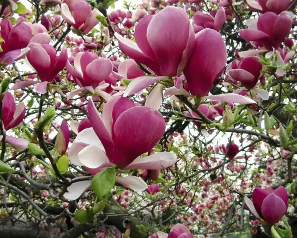 Kwiaty magnolii w pełnym rozkwicie. Jej wymagania dotyczące gleby i stanowiska są kluczowe dla obfitego kwitnienia.