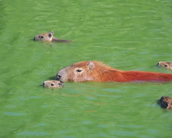 Rodzina największych gryzoni pluska się w zielonej wodzie.