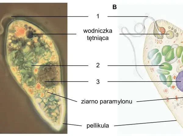 Jakie są dziedziny biologii? Poznaj różnorodność i ich znaczenie